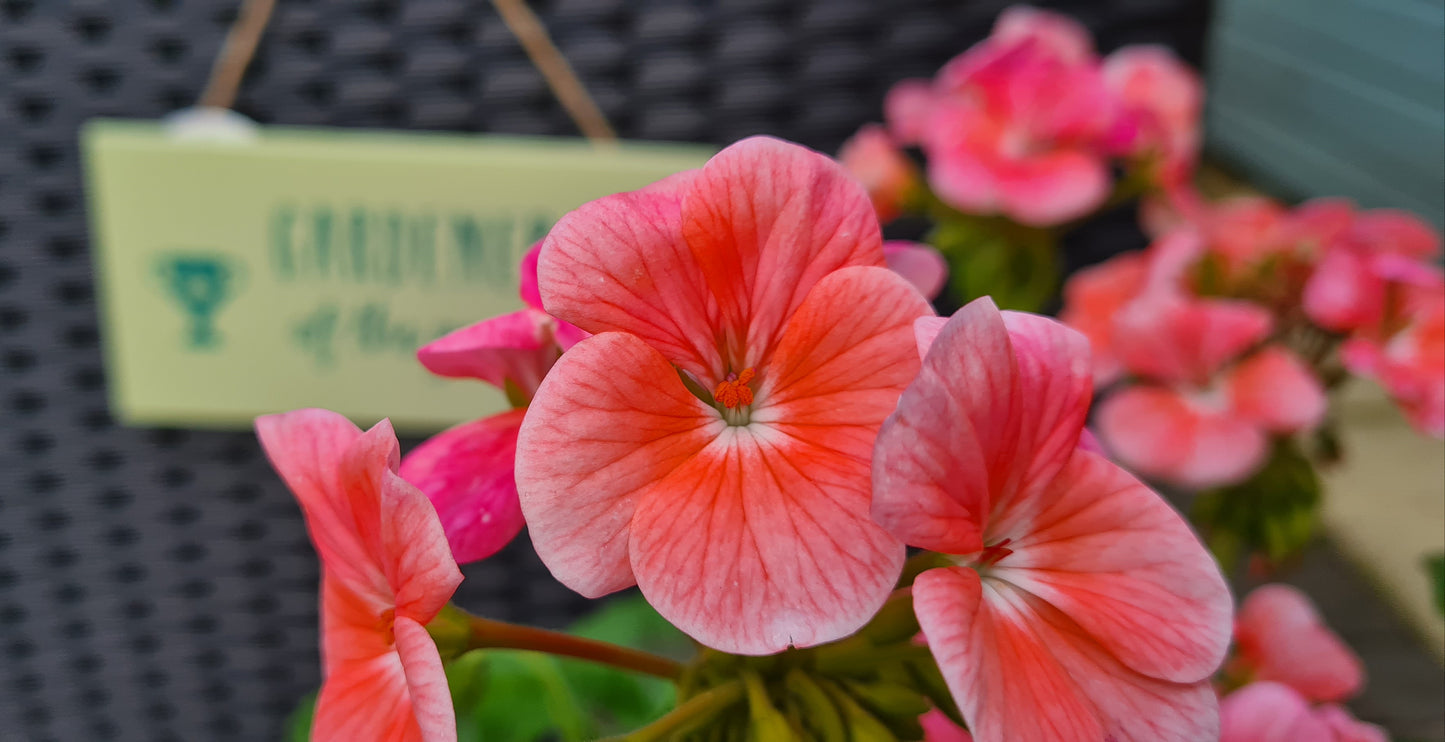 Gifts for Gardeners signs image 7