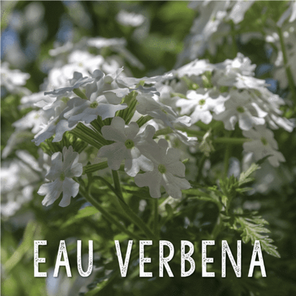 Eau Verbena Soy Wax Melts image 5