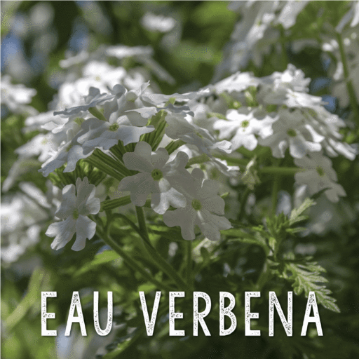 Eau Verbena Soy Wax Melts image 5